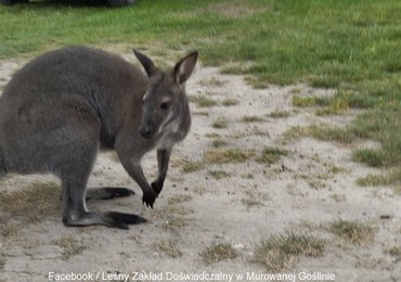 Koniec poszukiwań kangura "Lulusia" z Wielkopolski