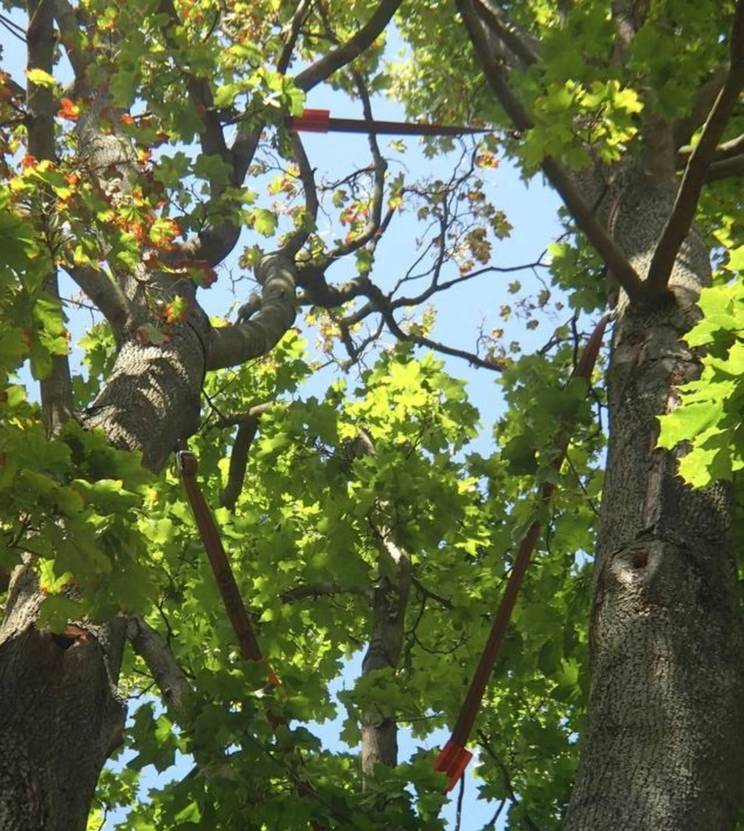 Władze Lublina zamówiły kolejne zabiegi pielęgnacyjne dla 40 cennych drzew, w tym siedmiu pomników przyrody. Prace realizowane są metodą alpinistyczną. Pielęgnację przeszło już kilka drzew na Kośminku, wkrótce specjaliści pojawią się m.in. na ul. Franczaka "Lalka" i Białej.

