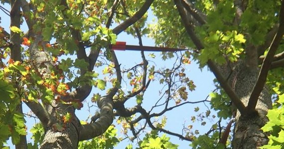 Władze Lublina zamówiły kolejne zabiegi pielęgnacyjne dla 40 cennych drzew, w tym siedmiu pomników przyrody. Prace realizowane są metodą alpinistyczną. Pielęgnację przeszło już kilka drzew na Kośminku, wkrótce specjaliści pojawią się m.in. na ul. Franczaka "Lalka" i Białej.

