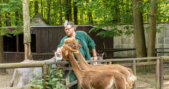 Prokuratura Okręgowa w Poznaniu wszczęła śledztwo w sprawie nadużyć w poznańskim ogrodzie zoologicznym. Śledczy sprawdzają czy nie doszło do nieprawidłowości w prowadzeniu finansów ZOO. 