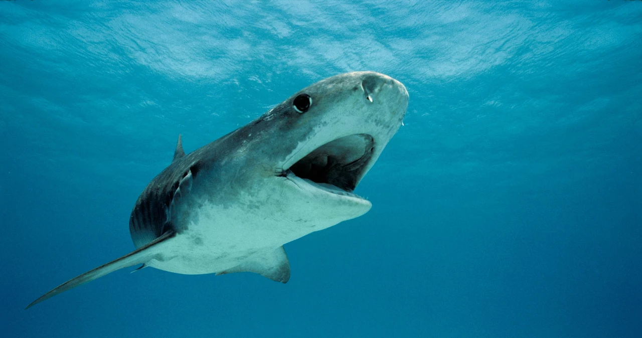 Atak rekina na Florydzie / Zdjęcie ilustracyjne