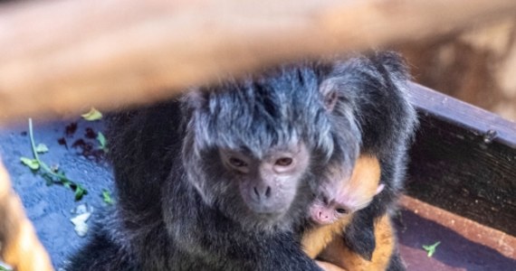 Baby boom w łódzkim Orientarium. Ogród Zoologiczny właśnie pochwalił się trojgiem nowych mieszkańców. To małpki trzech rożnych gatunków: makak wanderu, langur jawajski i saki białolica. 