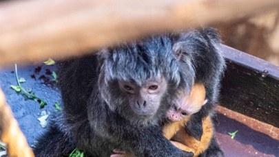 Baby boom, czyli nowe małpiątka w ZOO