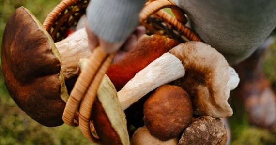 Bezpłatną wystawę świeżych grzybów będzie można zobaczyć w niedzielę i poniedziałek (17-18 września) w Muzeum Przyrodniczym w Jeleniej Górze. Będą tam zarówno grzyby często spotykane, jak i rzadkie okazy o oryginalnych kształtach i barwach. Odwiedzający dowiedzą się, które są jadalne a które trujące.
