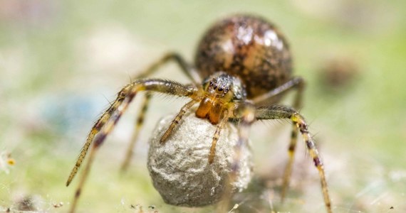 Badania w dziedzinie reanimacji pająków, mówienia wspak, liczenia włosów w nozdrzach nieboszczyków oraz znudzenia wśród nauczycieli i uczniów - m.in. to takie analizy naukowców zostały wyróżnione w tegorocznej edycji Ig Nobli. 