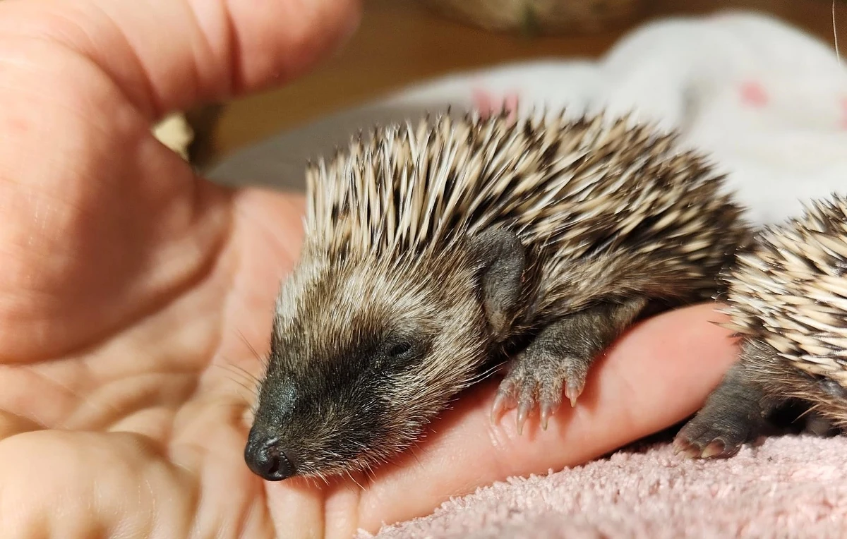 Jeże-sierotki znaleźli przechodnie w podwrocławskich Sulistrowiczkach. Maleństwa leżały bez ruchu poza gniazdem. Wydawało się, że nie ma już dla nich nadziei, jednak wola życia w maleńkich ciałkach była ogromna.