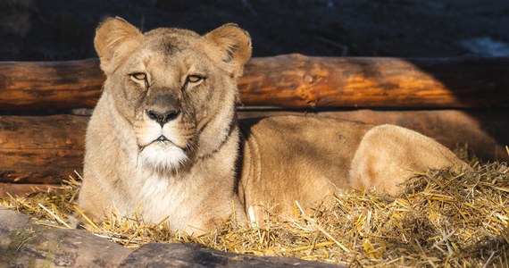 We wrocławskim zoo rusza budowa nowej Lwiarni. Pawilon powstanie w miejscu obecnego wybiegu lwów i zostanie otwarty wiosną przyszłego roku. Będzie to największa inwestycja w ogrodzie zoologicznym w tym roku.