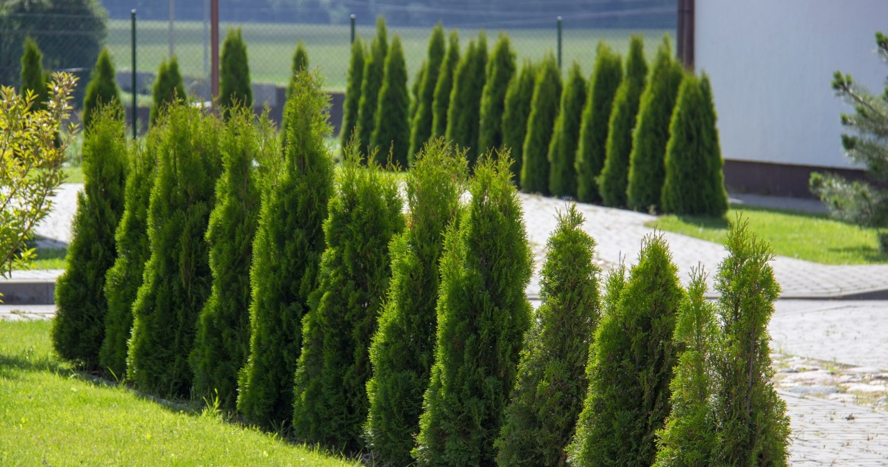 Jak dbać o tuje w lipcu? Sekrety ogrodników, które musisz poznać!