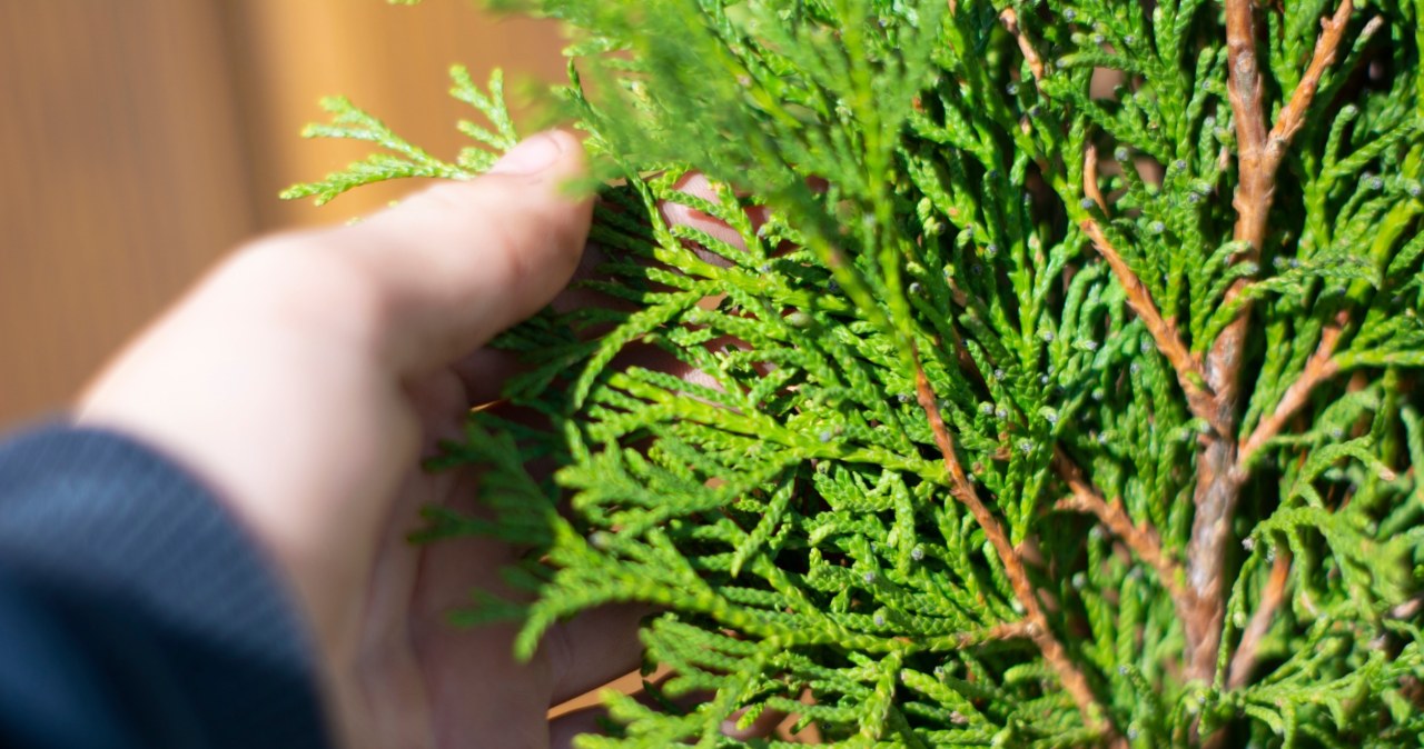 Tuje będą gęste i odporne na choroby. Musisz jednak zrobić to jeszcze w lipcu