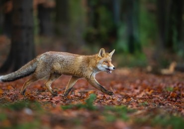 Małopolska: Ruszy akcja szczepienia lisów przeciwko wściekliźnie