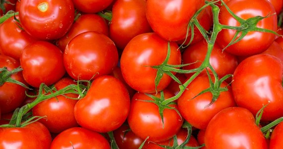 Wyjątkowo ciepły wrzesień sprawia, że sezonowych warzyw będzie więcej niż rok temu - przewidują plantatorzy z południa Mazowsza. Według nich, dzięki temu nie powtórzą się rekordowo wysokie ceny papryki czy pomidorów z ostatniej zimy.