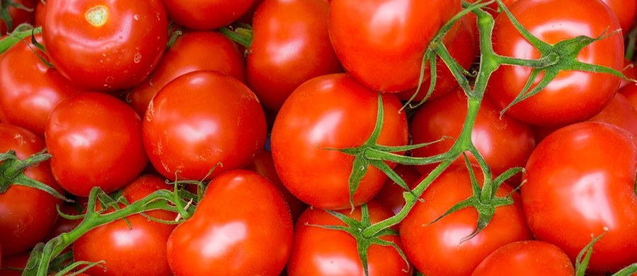 Wyjątkowo ciepły wrzesień sprawia, że sezonowych warzyw będzie więcej niż rok temu - przewidują plantatorzy z południa Mazowsza. Według nich, dzięki temu nie powtórzą się rekordowo wysokie ceny papryki czy pomidorów z ostatniej zimy.