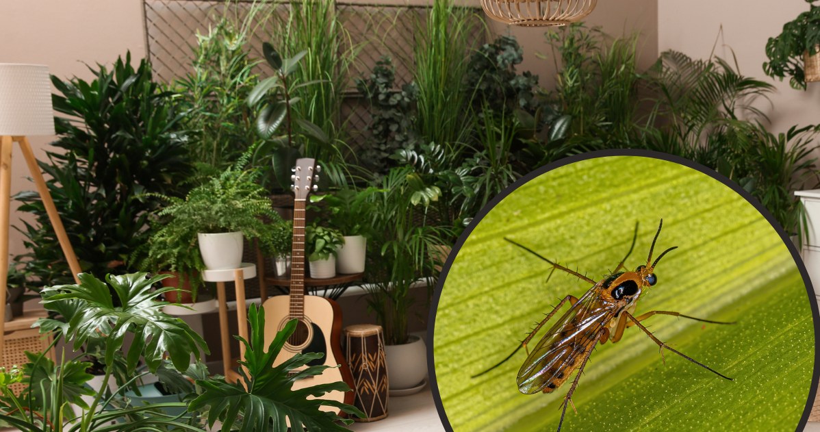 Ziemiórki zaatakowały twoje kwiaty? Tak w mig się ich pozbędziesz