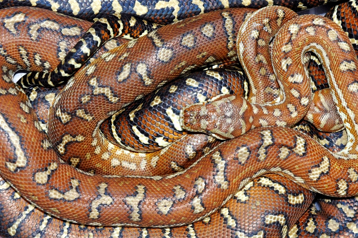 Kara dla Australijczyka, który zyskał popularność w internecie za sprawą nagrania, gdzie widać go surfującego z pytonem. Mężczyźnie przyznano grzywnę w wysokości ponad 2,3 tys. dolarów australijskich za naruszenie zasad licencji na hodowlę tego gada. 