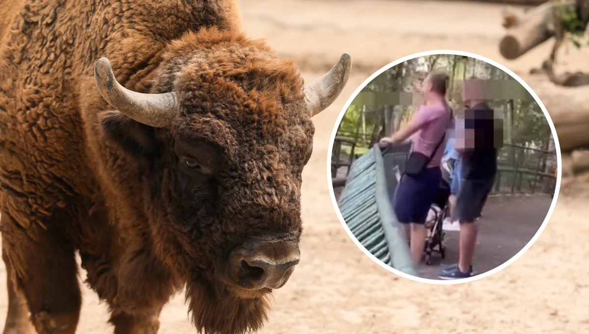 Dwóch zwiedzających poznańskie zoo rzucało kamieniami w bizona. Swoje zachowanie tłumaczyli słowami: "kupiliśmy bilet, a zwierzęta nic nie robią". Ogród zoologiczny opublikował w mediach społecznościowych nagranie, na którym widać agresywne zachowanie mężczyzn wobec zwierzęcia. Dyrekcja zoo chce zgłosić sprawę na policję.