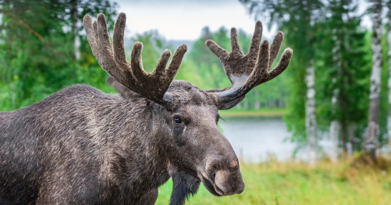 Czy łoś może zaatakować? Tylko wtedy, gdy człowiek mu zagraża Zielona w INTERIA.PL