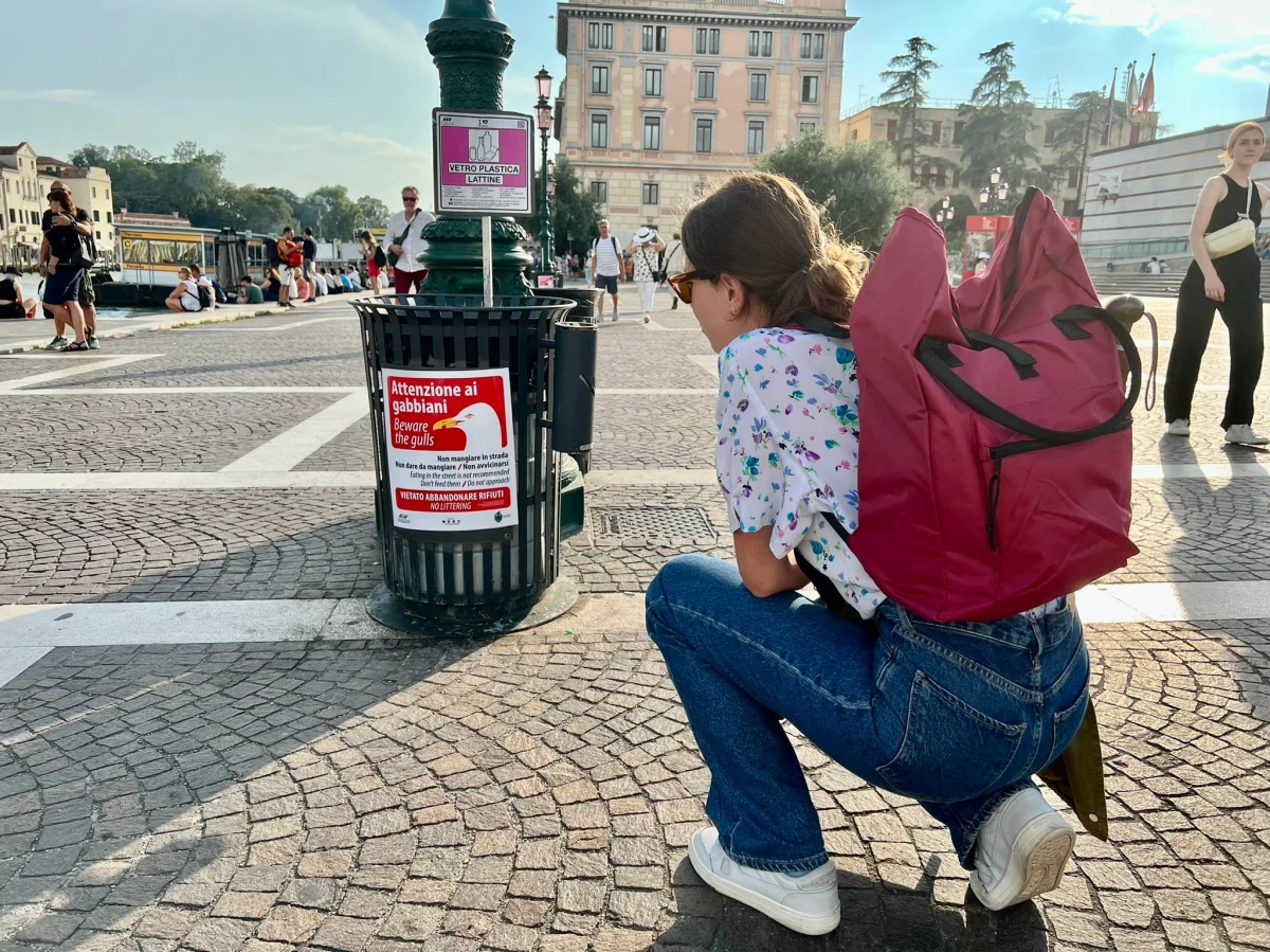 W Wenecji we Włoszech pojawiły się plakaty ostrzegające turystów przed agresywnymi mewami. Na taki ruch zdecydowano się po serii incydentów, w których ptaki atakowały turystów, chcąc im wyrwać jedzenie z rąk.