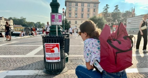 W Wenecji we Włoszech pojawiły się plakaty ostrzegające turystów przed agresywnymi mewami. Na taki ruch zdecydowano się po serii incydentów, w których ptaki atakowały turystów, chcąc im wyrwać jedzenie z rąk.