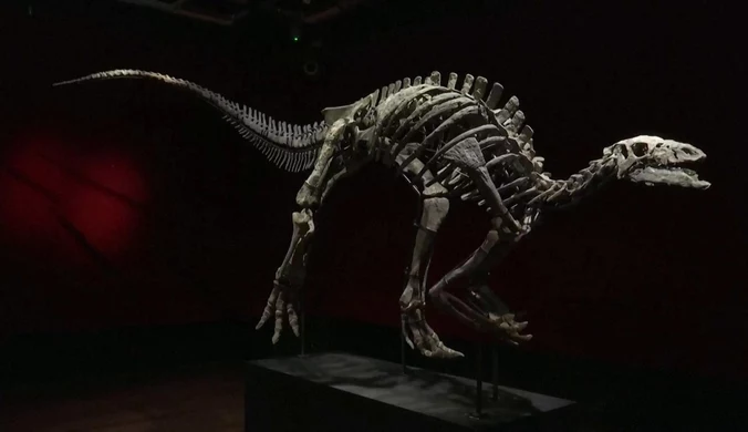 Szkielet dinozaura na aukcji. "Niezwykle dobrze zachowany okaz"