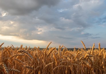 Ukraińskie zboże. Polska chce o nim rozmawiać na spotkaniu ambasadorów UE 