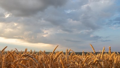 Ukraińskie zboże. Polska chce o nim rozmawiać na spotkaniu ambasadorów UE 