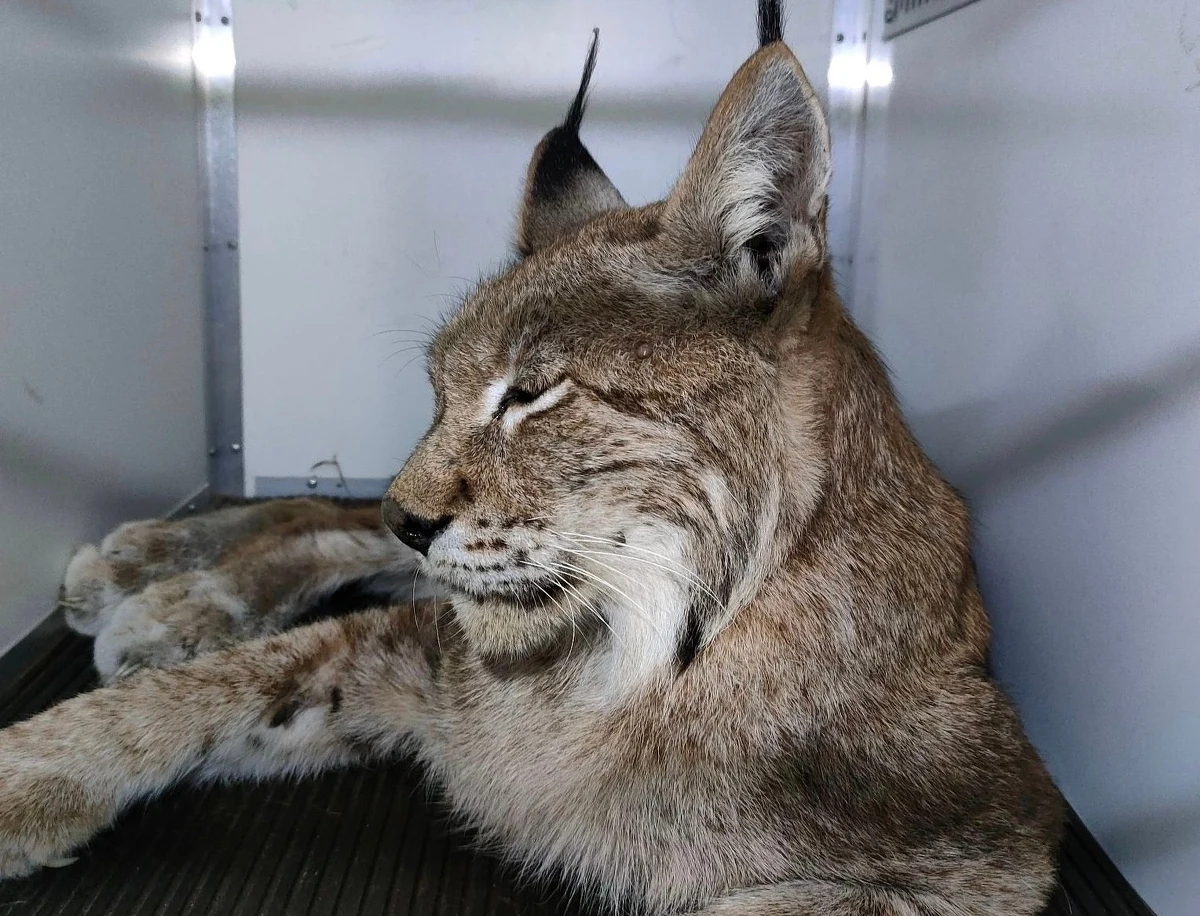 Do Ośrodka Rehabilitacji Dzikich Zwierząt w Napromku trafił osłabiony i wychudzony ryś, którego znaleziono niedaleko miejscowości Zabiele koło Wielbarka. Zwierzę odłowili pracownicy Mazurskiego Parku Krajobrazowego. 