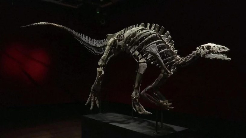 W przyszłym miesiącu w Paryżu pod młotek trafi niezwykle dobrze zachowany szkielet dinozaura. Kamptozaur imieniem Barry może ozdobić twój salon, wystarczy przelew na kwotę 1,3 mln dolarów. 