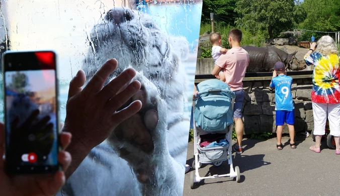 Kuriozalne zachowania Polaków w zoo. Pracownicy załamują ręce i ostrzegają