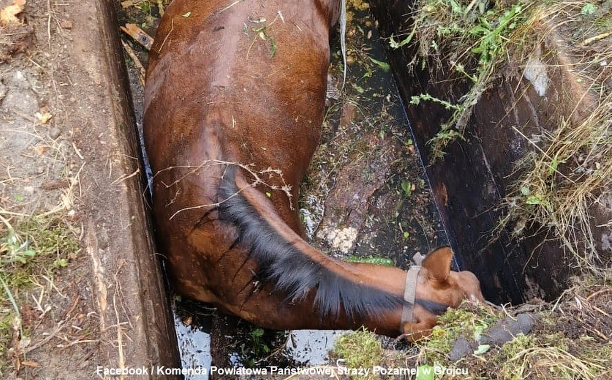 Niecodzienna akcja straży pożarnej na Mazowszu. Strażacy wyciągali konia, który wpadł do zbiornika wodnego.