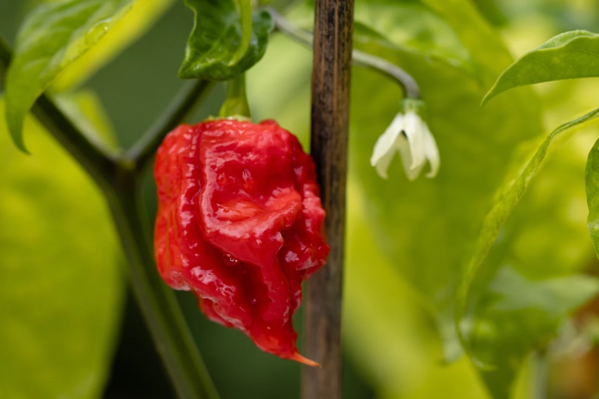 "Język diabła" i "Carolina Reaper" - to przykłady gatunków papryk, które można zobaczyć na wystawie "Najostrzejszych papryk świata" w łódzkiej Palmiarni.
Można ją zwiedzać jeszcze przez około trzech tygodni, ale czas trwania ekspozycji uzależniony jest od rozwoju roślin.