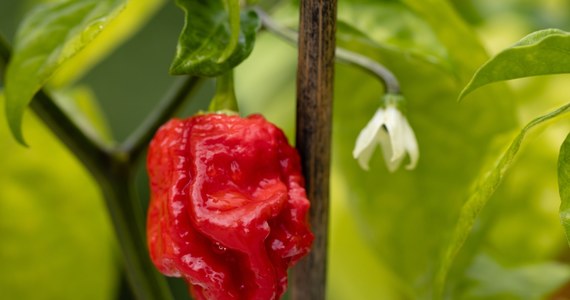 "Język diabła" i "Carolina Reaper" - to przykłady gatunków papryk, które można zobaczyć na wystawie "Najostrzejszych papryk świata" w łódzkiej Palmiarni.
Można ją zwiedzać jeszcze przez około trzech tygodni, ale czas trwania ekspozycji uzależniony jest od rozwoju roślin.