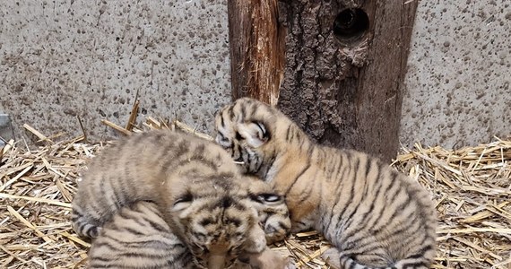 W zoo w Opolu urodziły się trzy tygryski syberyjskie. Tygrysy syberyjskie są niezwykle rzadkie. Na początku XX wieku ten gatunek był na granicy wymarcia, obecnie liczebność szacuje się na około 560 osobników. Narodziny tygrysiątek są ogromnym sukcesem opolskiego ogrodu zoologicznego.