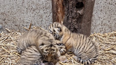 ​Niezwykłe wydarzenie w opolskim zoo. Na świat przyszły trzy tygrysiątka!