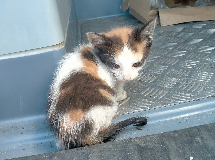 /KPP Kolbuszowa /Policja