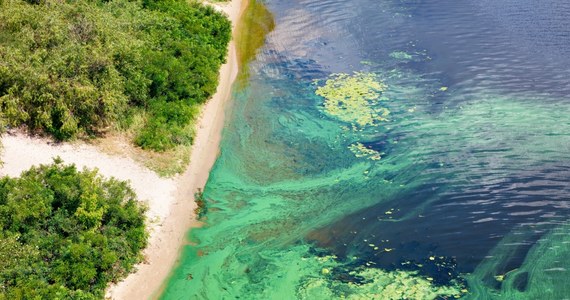 W wybrzeża Tajlandii zauważono zakwit nadzwyczaj grubej warstwy planktonu. Stworzył on „martwą strefę” w morzu i spowodował duże straty dla hodowców małży. Naukowcy wiążą to zjawisko z zanieczyszczeniem środowiska i zmianami klimatu – podała agencja Reutera.