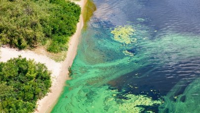 Nadzwyczajny zakwit planktonu u wybrzeży Tajlandii