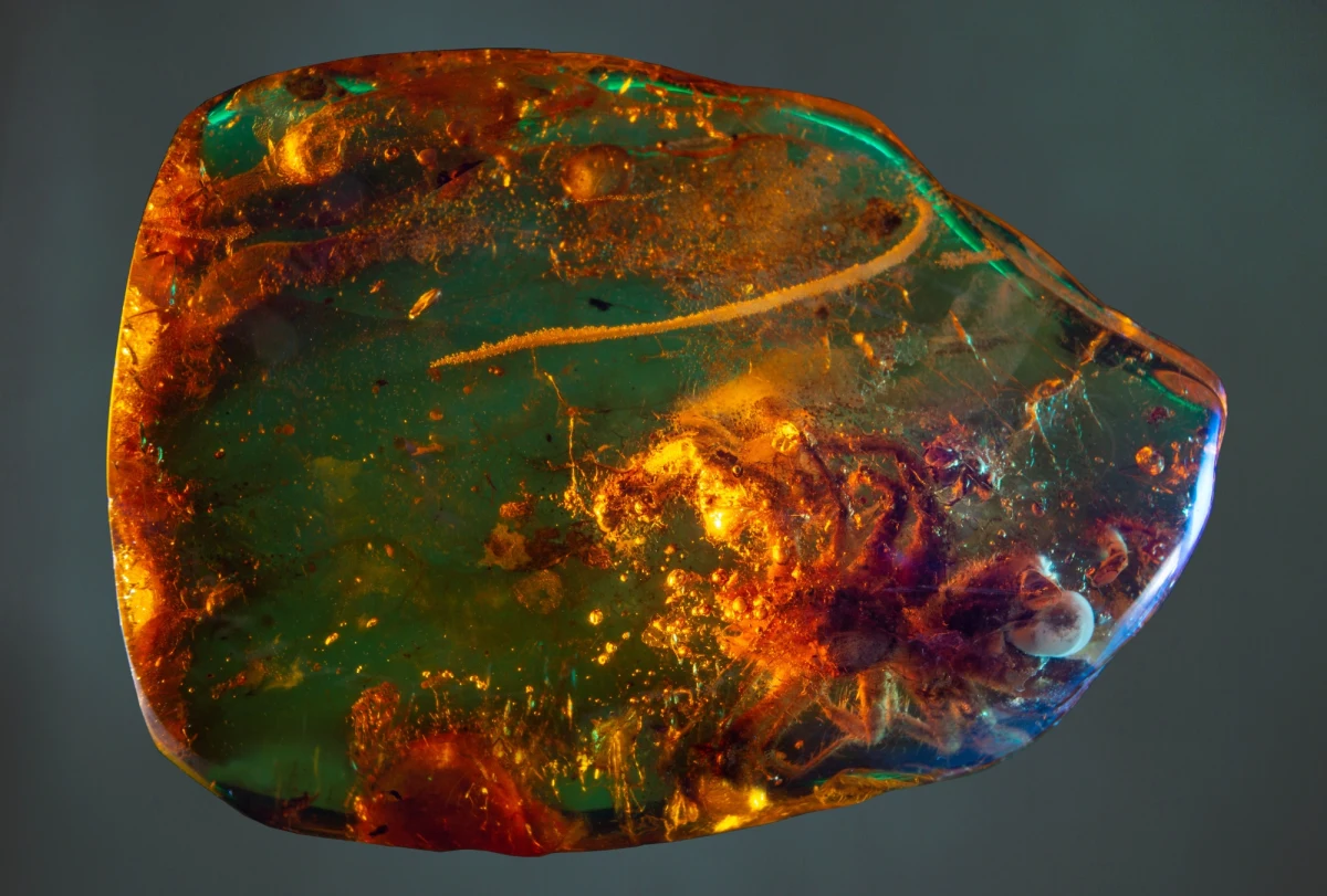 Pajęczak należący do rzędu solfugi uwięziony w bałtyckim bursztynie to najnowszy nabytek Muzeum Inkluzji w Bursztynie UG. To trzeci taki okaz na świecie i drugi znajdujący się w zbiorach   w Gdańsku.


