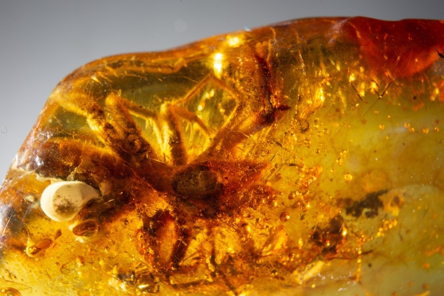 /Muzeum Inkluzji w Bursztynie Uniwersytetu Gdańskiego  /