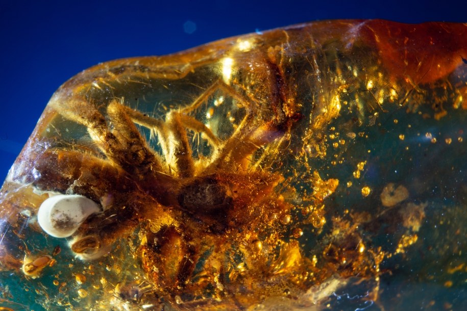 /Muzeum Inkluzji w Bursztynie Uniwersytetu Gdańskiego  /