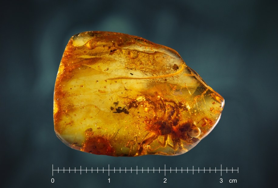 /Muzeum Inkluzji w Bursztynie Uniwersytetu Gdańskiego  /