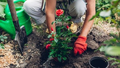 Zasadź swoją różę w Parku Śląskim 