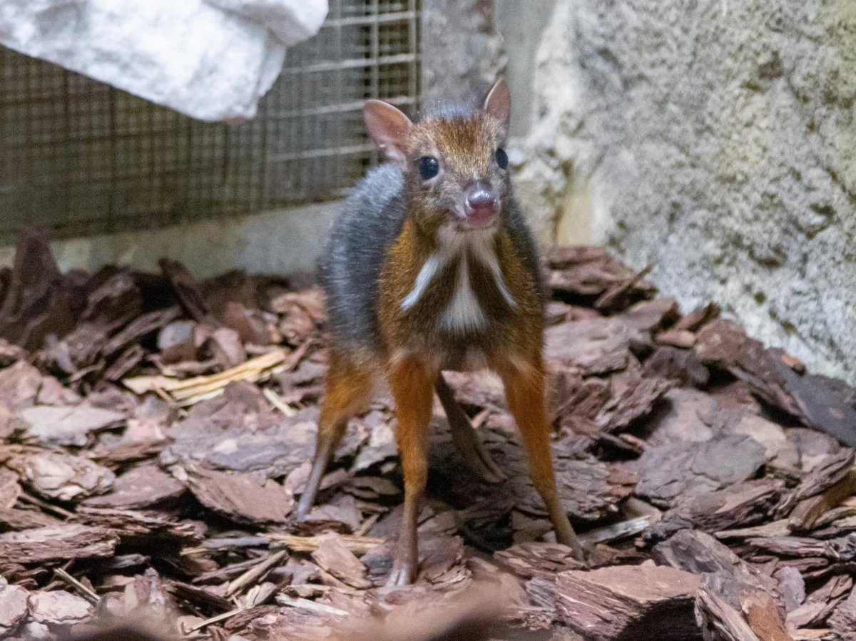 W tym roku w warszawskim zoo przyszło na świat wyjątkowo dużo zwierzaków, zarówno tych znanych jak i rzadziej spotykanych gatunków. Warszawiacy mogą podziwiać m.in młodego myszojelenia, małe argusy malajskie, plamoczuby czy lemura katta.