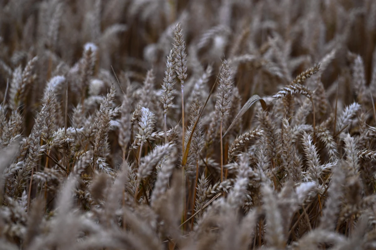 Komisja Europejska wysłała do władz w Warszawie list informujący, że będzie reprezentować Polskę w sporze z Ukrainą przed Światową Organizacją Handlu (WTO) – przekazała brukselskiej korespondentce RMF FM Katarzynie Szymańskiej-Borginon rzeczniczka KE Miriam Garcia Ferre. Takie same listy trafiły do Budapesztu i Bratysławy. Kijów złożył skargę do WTO przeciwko trzem krajom w związku z tym, że wprowadziły jednostronne zakazy importu z Ukrainy, po tym jak KE nie przedłużyła zakazu unijnego. 