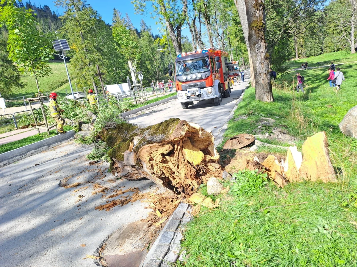 Do niebezpiecznego zdarzenia doszło w Zakopanem. Drzewo runęło na chodnik i ścieżkę rowerową, na szczęście nikomu nic się nie stało.