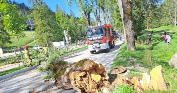Do niebezpiecznego zdarzenia doszło w Zakopanem. Drzewo runęło na chodnik i ścieżkę rowerową, na szczęście nikomu nic się nie stało.