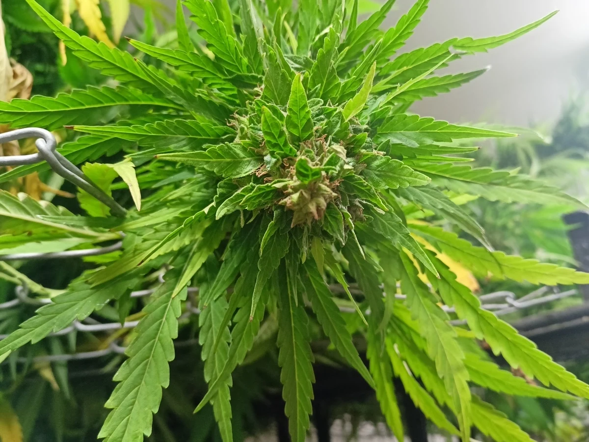 W przydomowym ogródku, obok kapusty i pomidorów, 36-latek miał także plantację konopi indyjskich. Jak twierdził - z ciekawości na własne potrzeby. Rośliny dostrzegli dzielnicowi z gminy Prostki (Ełk).