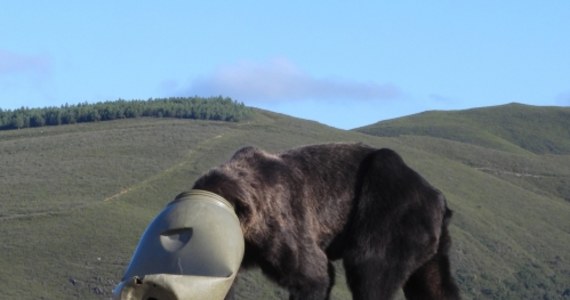 Niedźwiedź brunatny błąkający się po górach z plastikowym cylindrem na głowie. Drapieżnik nic nie widział, nie był w stanie żerować. Na szczęście ktoś go wyparzył i zaalarmował organizację zajmującą się ochroną dzikich zwierząt.