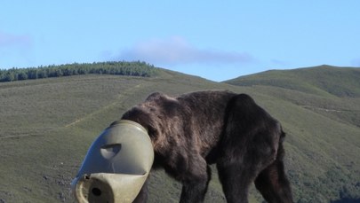 Niedźwiedź z plastikowym cylindrem na głowie błąkał się po górach [FILM I ZDJĘCIA]