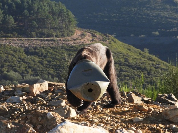 /foto: Fundación Oso Pardo /