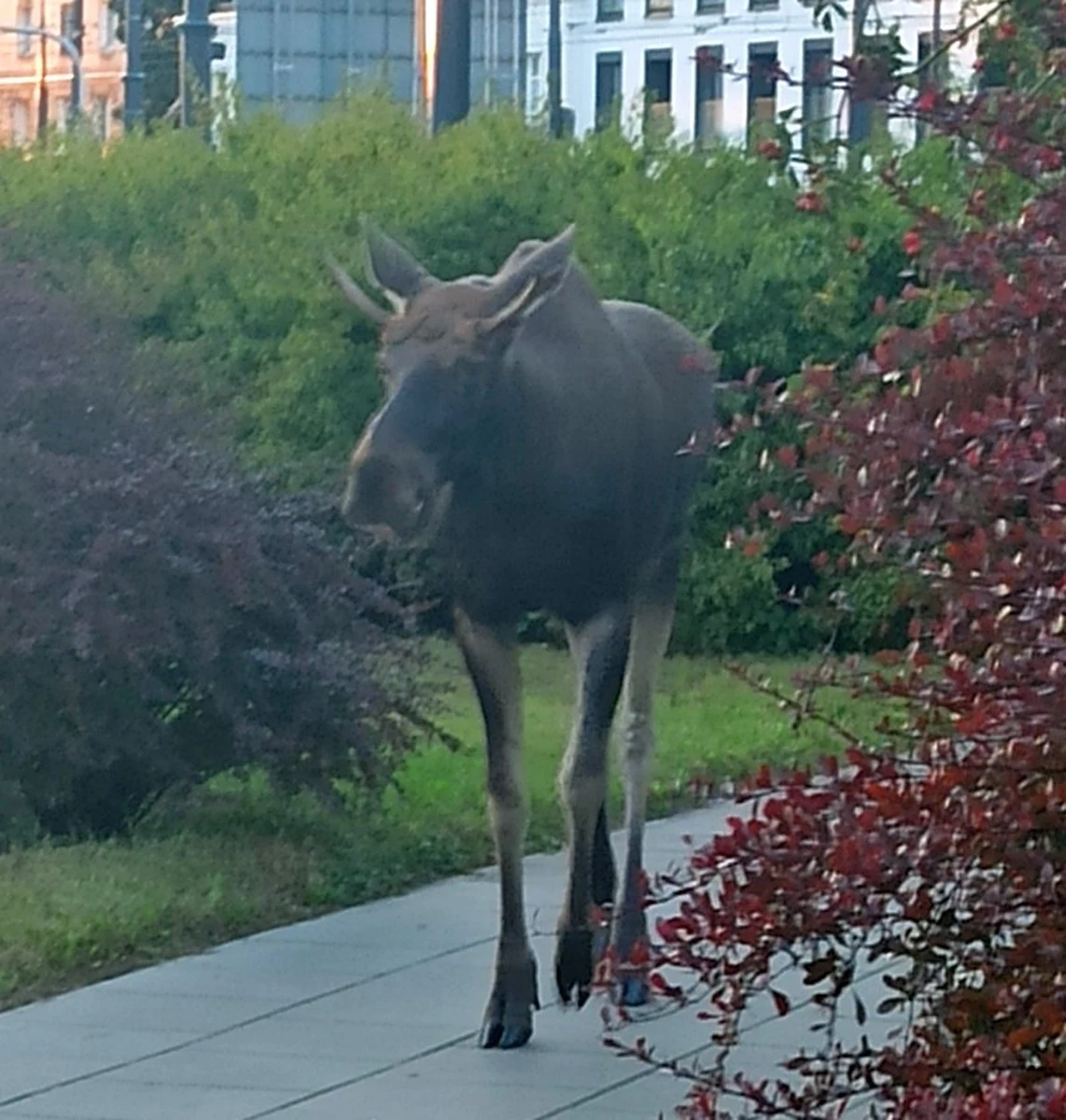 Łoś wybrał się na spacer po Pradze Południe. Wyglądało to tak, jakby zwierzę chciało  skorzystać z komunikacji miejskiej. Łoś odwiedził bowiem przystanek tramwajowy przy Rondzie Wiatraczna